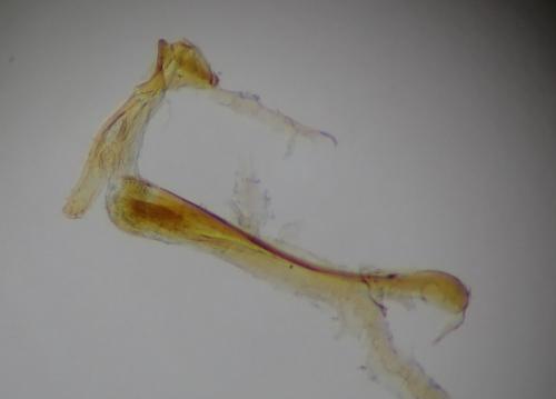 Alucita desmodactyla